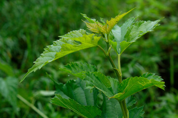 Beautiful leaf of nettle in the side of local farm in Nepal