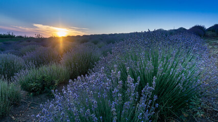 Lavender field, sunset. Summer