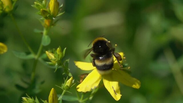 Bumblebee is on bright yellow hypericum flowers, slow motion. Bumblebee squeezes flower stamens in its legs and collects pollen. Flower of Common Perforate St John's Wort (Hypericum perforatum)