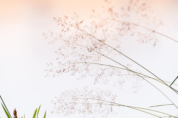 Feine Halme Gras Soft Weißes Licht Abstrakt