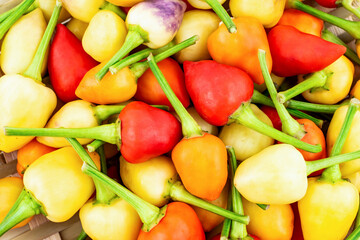 Fresh colorful peppers closeup on white background