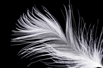 one white fluffy feather close-up against a black background.Macro mode.concept of eco-friendly...