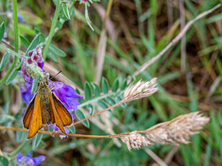 skipper butterfly on common vetch
