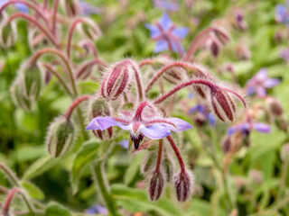 pretty star shaped flowers of borage