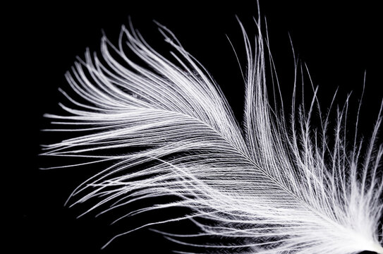 one white fluffy feather close-up against a black background.Macro mode.concept of eco-friendly material.