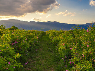 Fototapeta na wymiar Bulgarian rose valley near mountains at golden hour