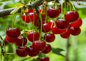 cherries on the tree