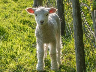Naklejka na ściany i meble pretty lamb enjoying a beautiful spring day