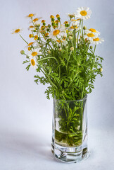 Bouquet of field daisies in a glass mug on a white background