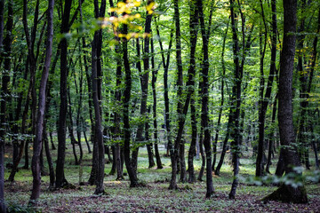 green forest background in summer