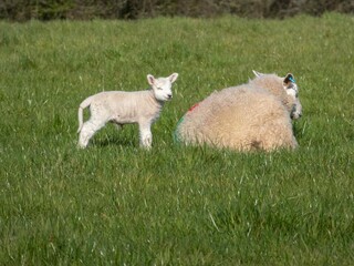 Naklejka na ściany i meble sheep with lamb in a meadow