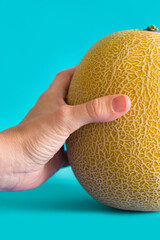 Cantaloupe yellow melon fruit in hand on blue background