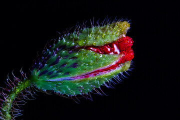 One colorful blooming flower Bud of the poppy on a black background.Side view.Macro mode.Flower background