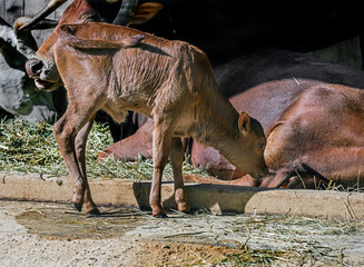 Portrait of zebu nano calf and cow in the enclosure