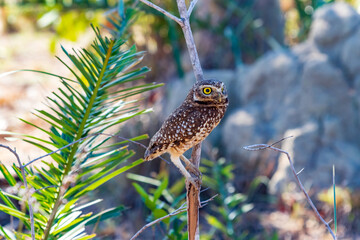 Coruja pousada em um galho de árvore - Strigiformes