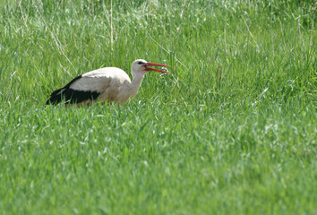 a stork with a hunted snake in its bow