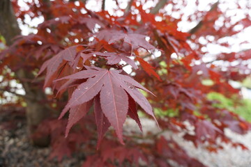 red maple leaves