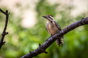 woodpecker on a branch