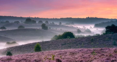 Foto op Canvas sunrise over the heather valley © reinaroundtheglobe