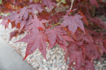 red maple leaves