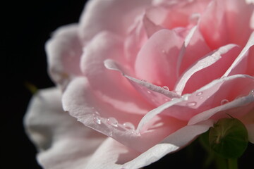 pink rose flower