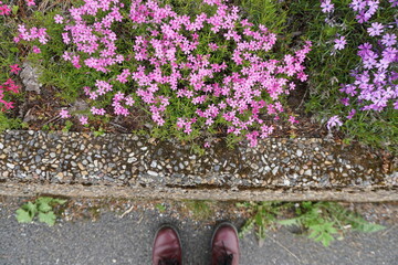 flowers on the ground along the road