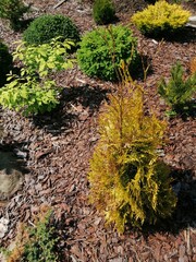 bright yellow Thuja occidentalis Malonyana Aurea in the nursery against the background of other seedlings of coniferous and herbaceous plants