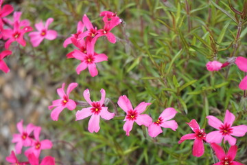 catchflies pink flowers in the garden