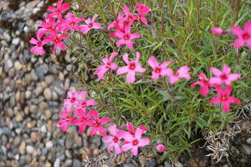 flowers in the garden
