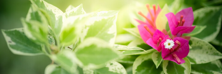 Concept nature of flower on blurred bokeh with copy space using as background natural, abstract background, greenery background, fresh wallpaper.