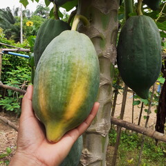 Papaya on a tree in a natural organic garden, with the hand holding the ripe yellow papaya, and fresh green fruit, many green leaves, species, asia, Thailand. © Priyaporn