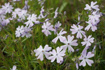 Phlox subulata