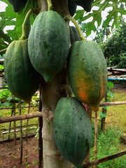 Papaya fruit on the tree in a natural organic garden, with has green papaya fruits, and ripe yellow, so many leaf, asia Thailand.