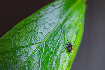 Macro shot of an Ixodid mite sitting on a green leaf.A dangerous parasite and vector of a deadly human infection encephalitis, tick-borne borreliosis (Lyme disease)