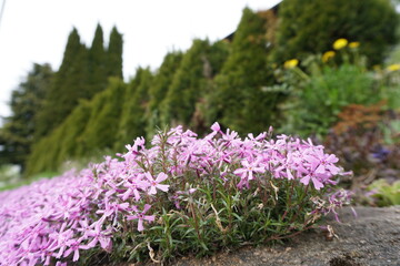 flowers in the garden
