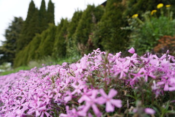 Phlox subulata in the garden