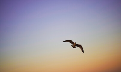 Fototapeta na wymiar Seagull in flight on colorful sky. Bird in sky wallpaper