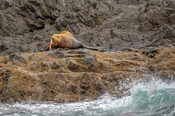Sea lion on a rock in Tofino, Vancouver island, British Columbia, Canada
