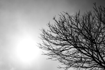 Dry tree in fog black and white