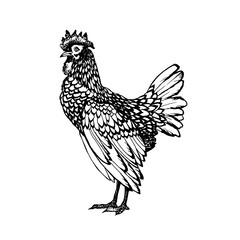 Rooster vector graphics . Rooster illustration of a graphic liner, engraved in vintage style. illustration for farms and production, eco product, natural. Label for chicken of the product.