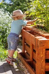 Cute little baby boy wearing lovely hat is  holding tomato plant in wooden raised flower bed. Vertically.