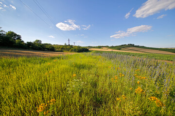 Fototapeta premium Kulturlandschaft Weinviertel