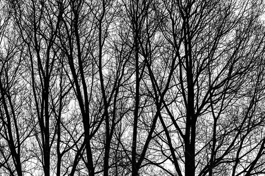 Silhouette of a row of black trees with all branches in winter on white background