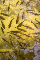 Flock of fish in the river of Croatia national park.