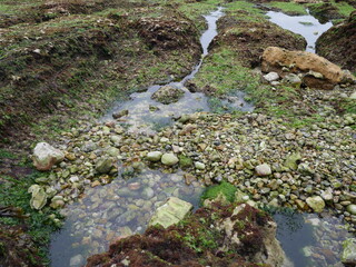 Mer Roche Marée basse Ocean Crabe