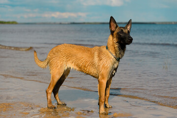 One Malinois dog, six month old, is standing on the river sand near the water.