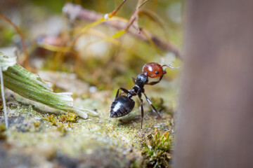 black ant on the ground