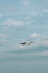 Obraz premium great egret flight