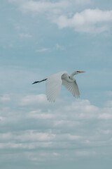 white heron in flight