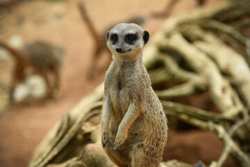 meerkat